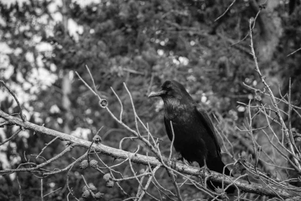 Parc National Yellowstone Automne — Photo