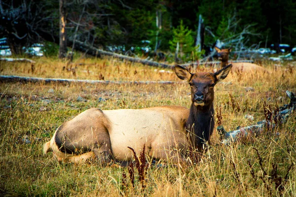 Yellowstone Nationalpark Herbst — Stockfoto