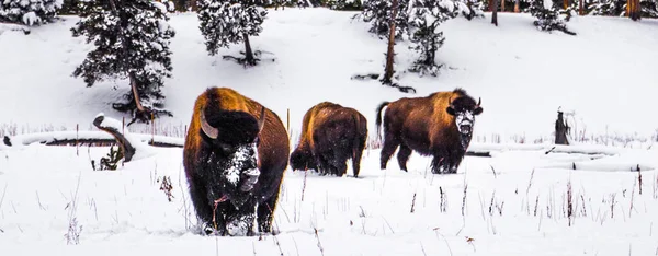 Yellowstone Ulusal Parkı (Kış)