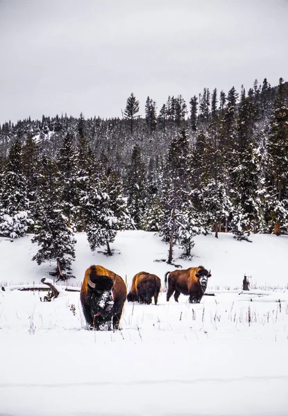 Yellowstone Nationalpark Winter — Stockfoto