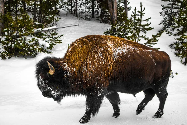 Yellowstone Nationalpark Winter — Stockfoto