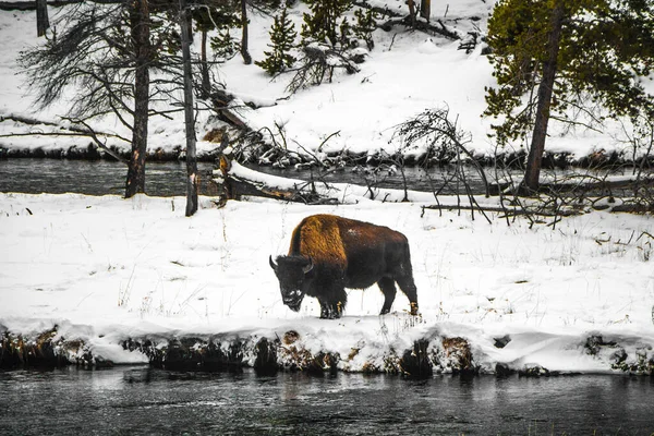 Yellowstone National Park Winter — Stock Photo, Image