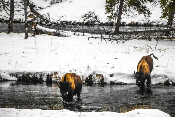 Yellowstone National Park Vinter — Stockfoto