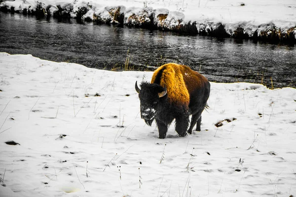 Parco Nazionale Yellowstone Inverno — Foto Stock