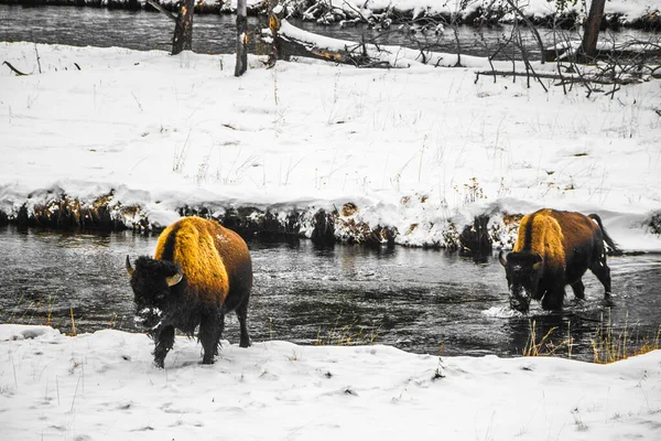 Yellowstone National Park Vinter — Stockfoto