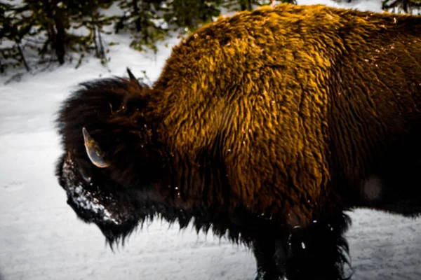 Yellowstone Nationalpark Winter — Stockfoto