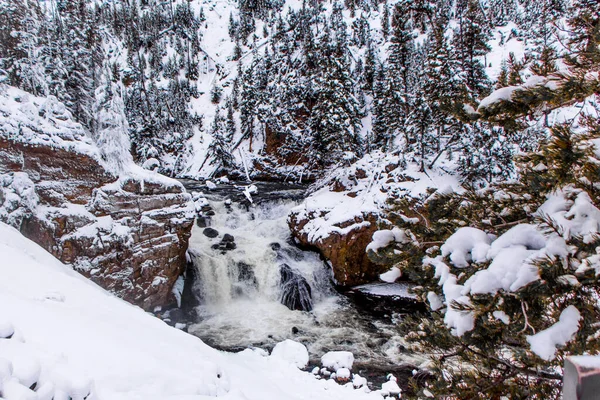 Йеллоустонский Национальный Парк Зима — стоковое фото