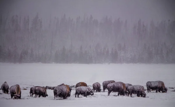 Yellowstone Nationalpark Winter Stockfoto