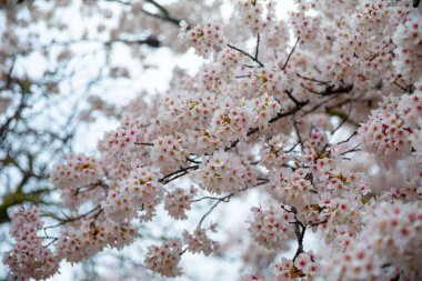 Kyoto 'nun güzelliği