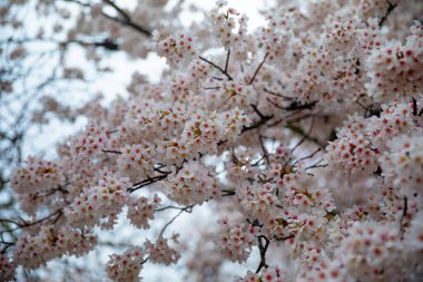 Kyoto 'nun güzelliği