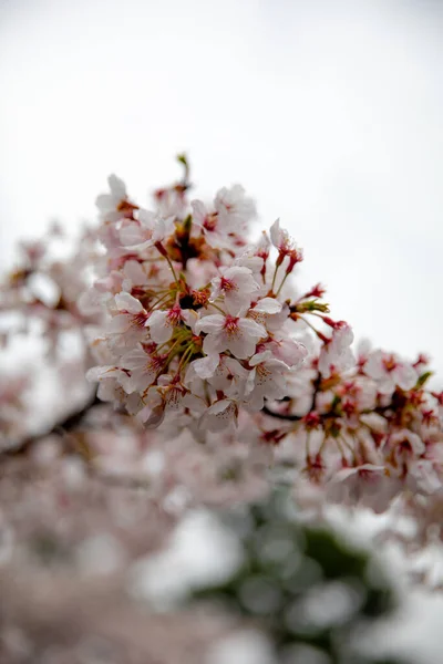 Belleza Kyoto — Foto de Stock