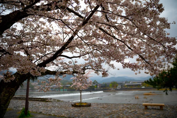 Die Schönheit Von Kyoto — Stockfoto