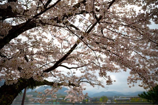 Краса Кіото — стокове фото