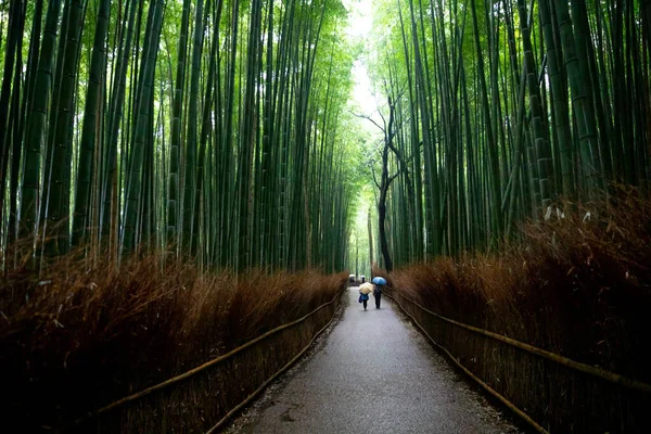 Красота Киото — стоковое фото