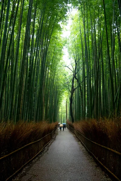 Belleza Kyoto —  Fotos de Stock