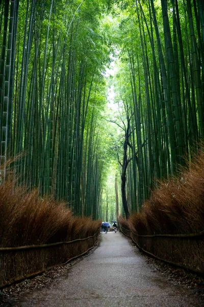 Belleza Kyoto —  Fotos de Stock