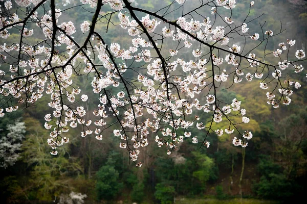 Beauty Kyoto — Stock Photo, Image