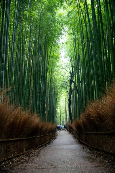 Kyoto Nun Güzelliği - Stok İmaj