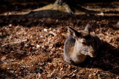 Nara 'nın yaşam tarzı