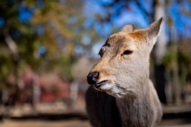 Nara 'nın yaşam tarzı