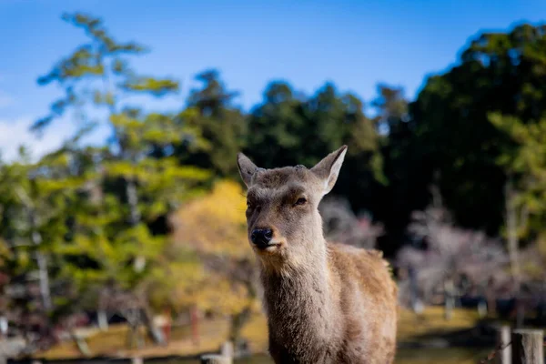 Livsstilen Nara — Stockfoto