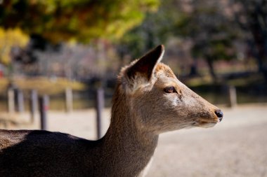 Nara 'nın yaşam tarzı