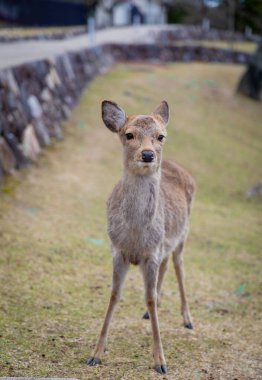 Nara 'nın yaşam tarzı