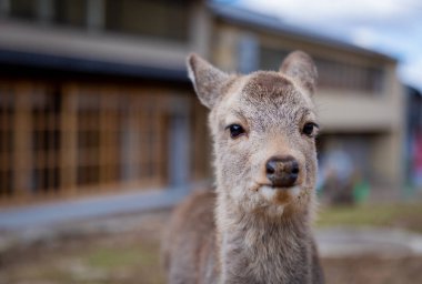 Nara 'nın yaşam tarzı