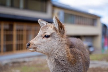 Nara 'nın yaşam tarzı