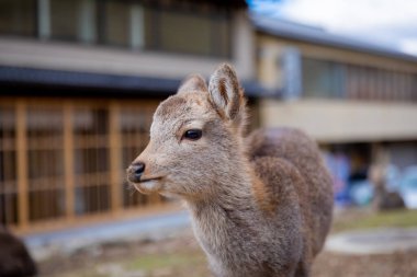 Nara 'nın yaşam tarzı