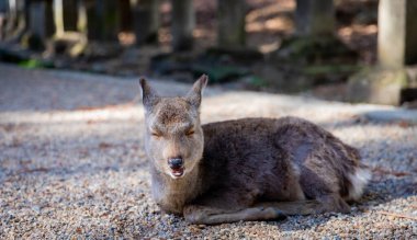 Nara 'nın yaşam tarzı
