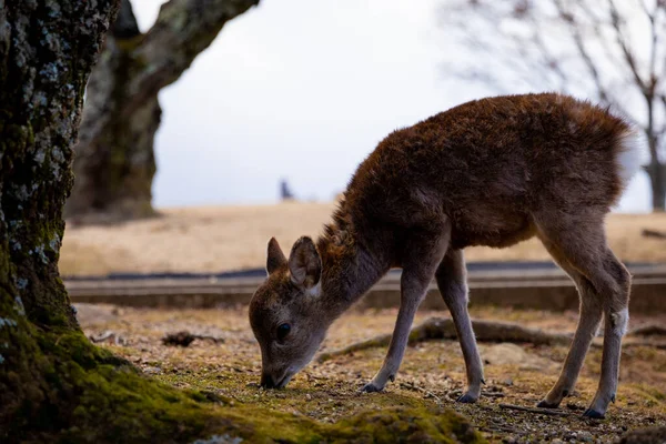 Livsstilen Nara — Stockfoto