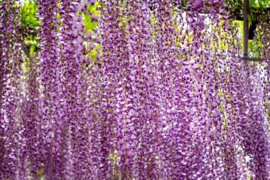 Ashikaga Çiçek Parkı Fotoğrafçılığı