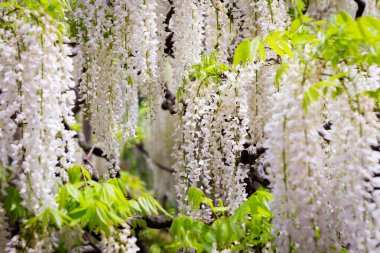 Ashikaga Çiçek Parkı Fotoğrafçılığı