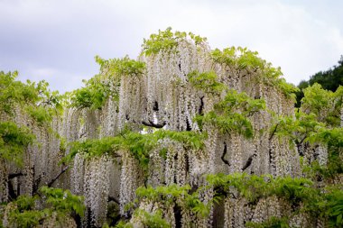 Ashikaga Çiçek Parkı Fotoğrafçılığı