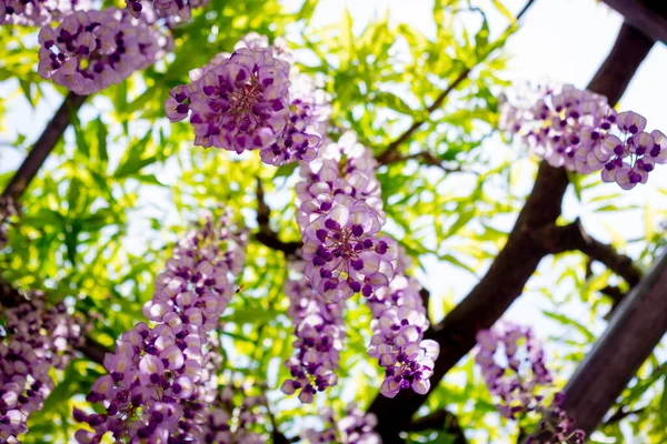 Fotografie Květinového Parku Ashikaga — Stock fotografie