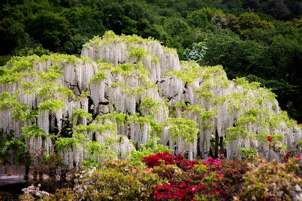 Ashikaga Kwiat Park Fotografia — Zdjęcie stockowe