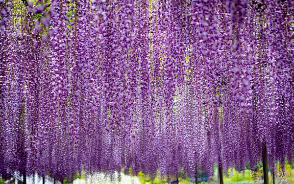 Ashikaga Çiçek Parkı Fotoğrafçılığı