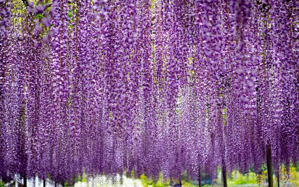 Ashikaga Çiçek Parkı Fotoğrafçılığı Stok Resim