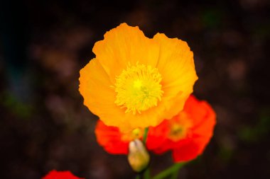 Ashikaga Çiçek Parkı Fotoğrafçılığı