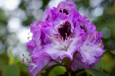 Ashikaga Çiçek Parkı Fotoğrafçılığı