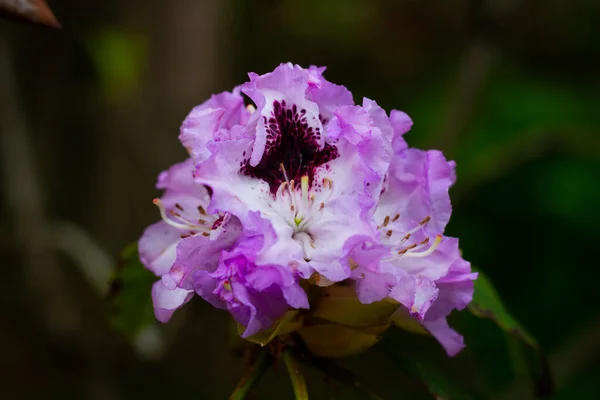 Ashikaga Kwiat Park Fotografia — Zdjęcie stockowe