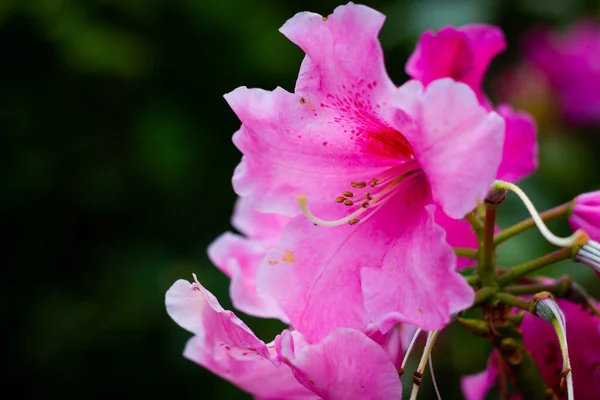 Ashikaga Kwiat Park Fotografia — Zdjęcie stockowe