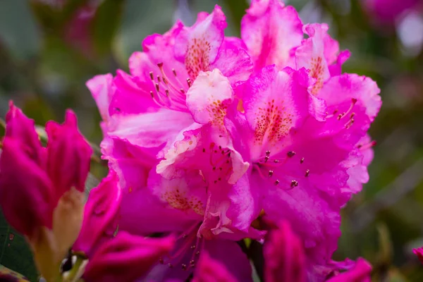 Φωτογραφία Από Flower Park Του Ashikaga — Φωτογραφία Αρχείου