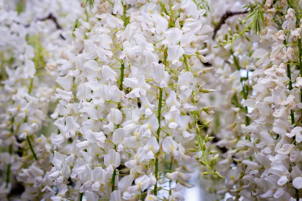 Ashikaga Çiçek Parkı Fotoğrafçılığı - Stok İmaj