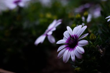 Ashikaga Çiçek Parkı Fotoğrafçılığı