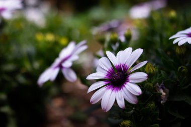 Ashikaga Çiçek Parkı Fotoğrafçılığı