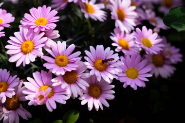 Ashikaga Çiçek Parkı Fotoğrafçılığı