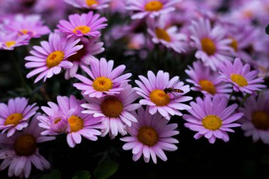 Ashikaga Çiçek Parkı Fotoğrafçılığı