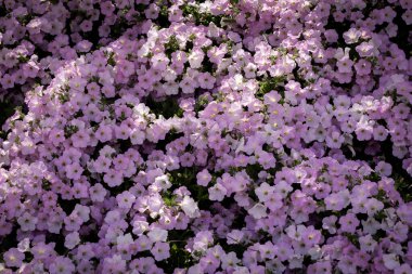 Ashikaga Çiçek Parkı Fotoğrafçılığı